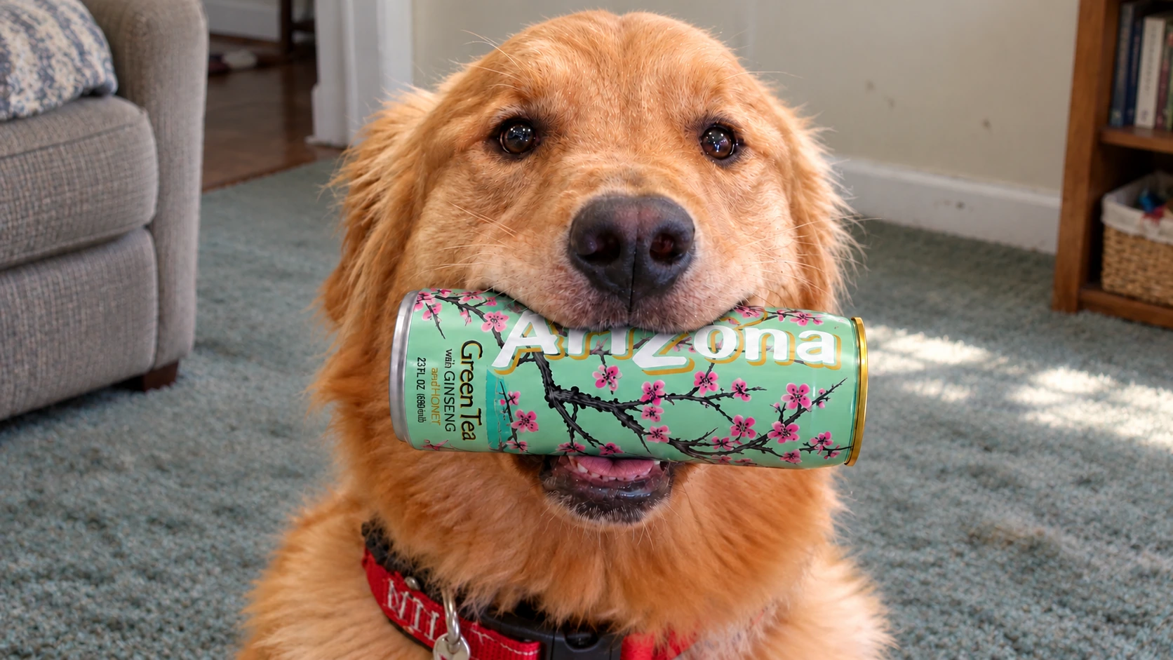 A golden retriever carries a green AriZona tea can in an everyday home; AI-generated photo illustration