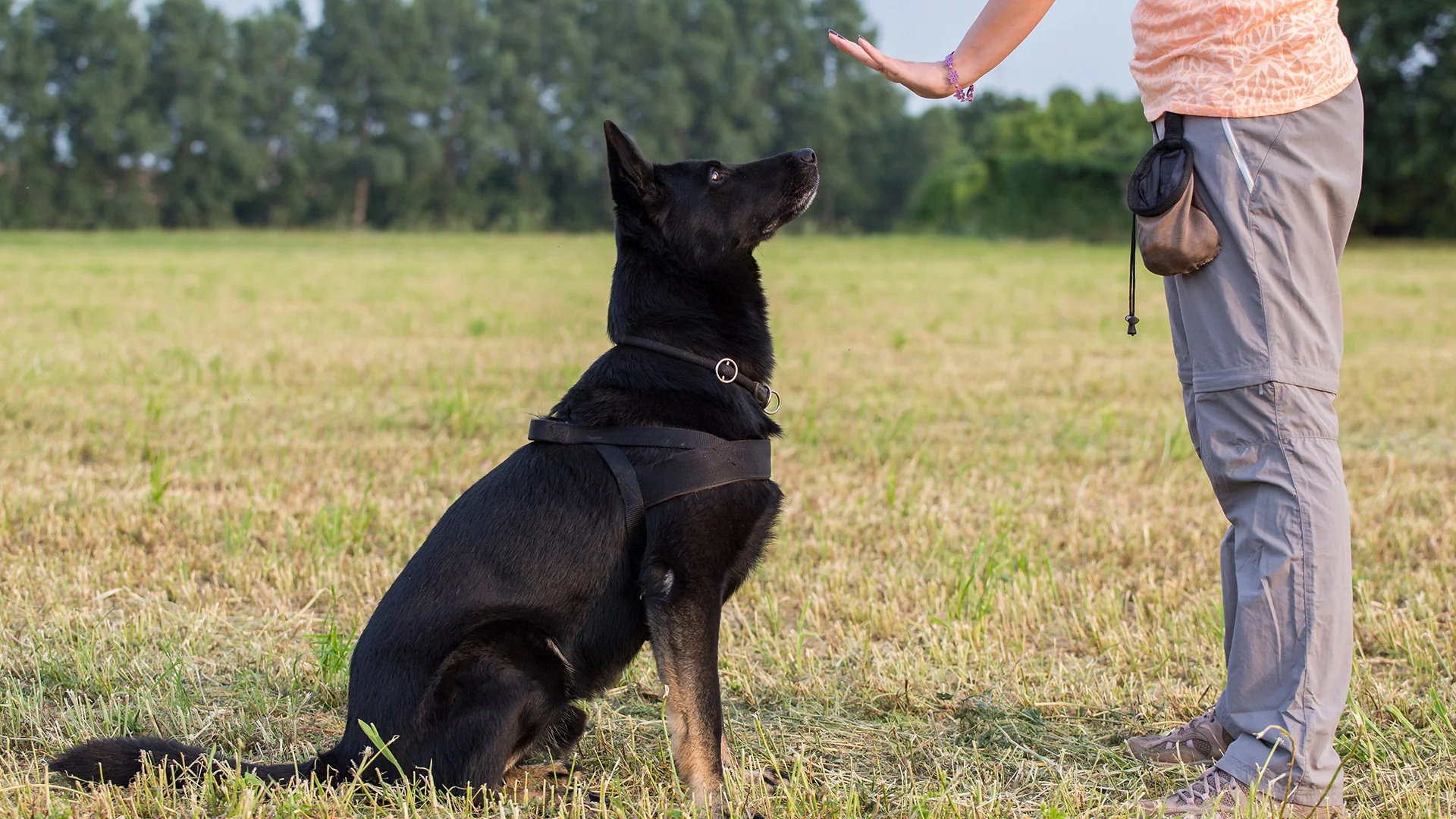 socialzing service dog