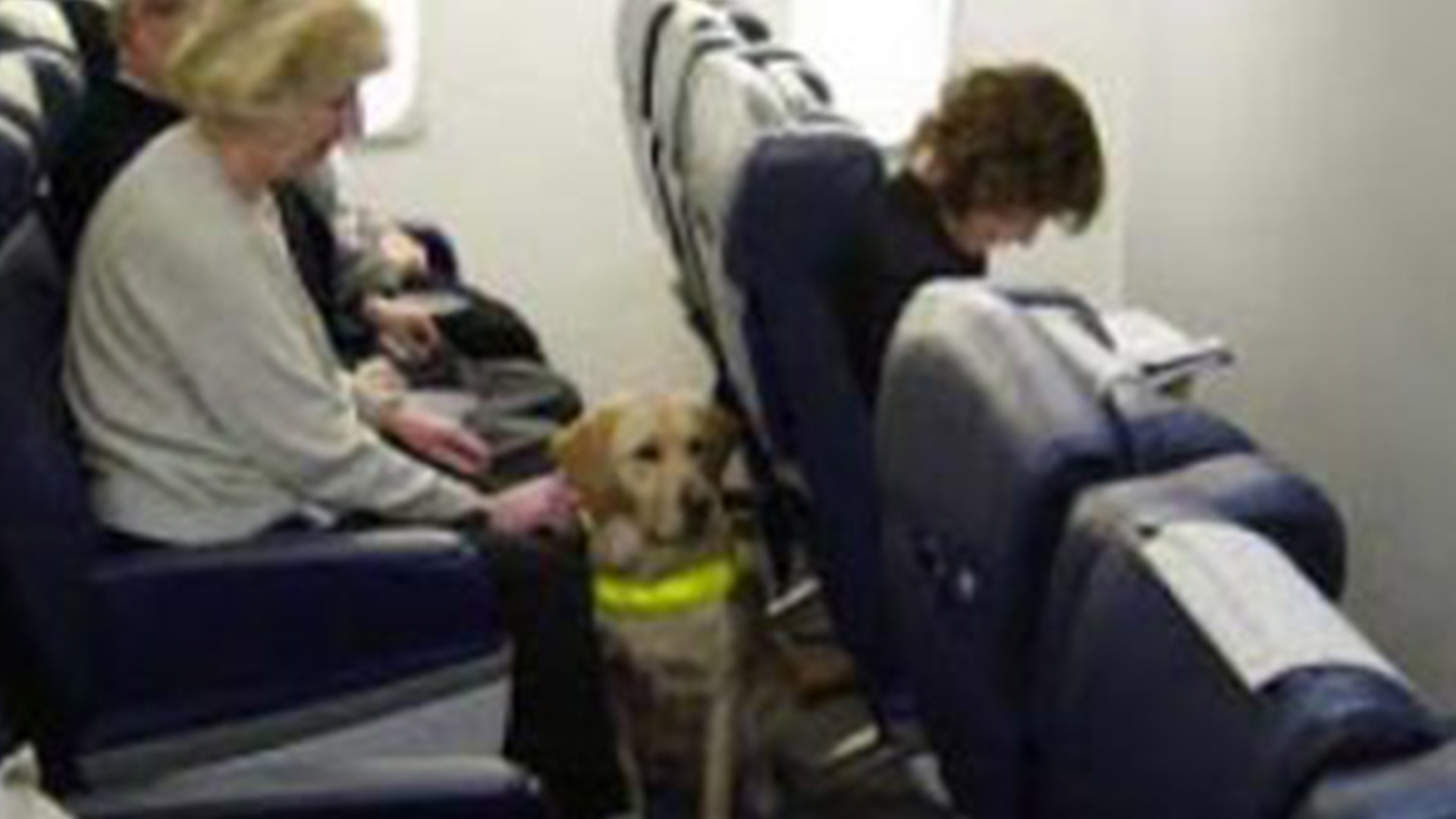 Traveling with a Service Dog, a 