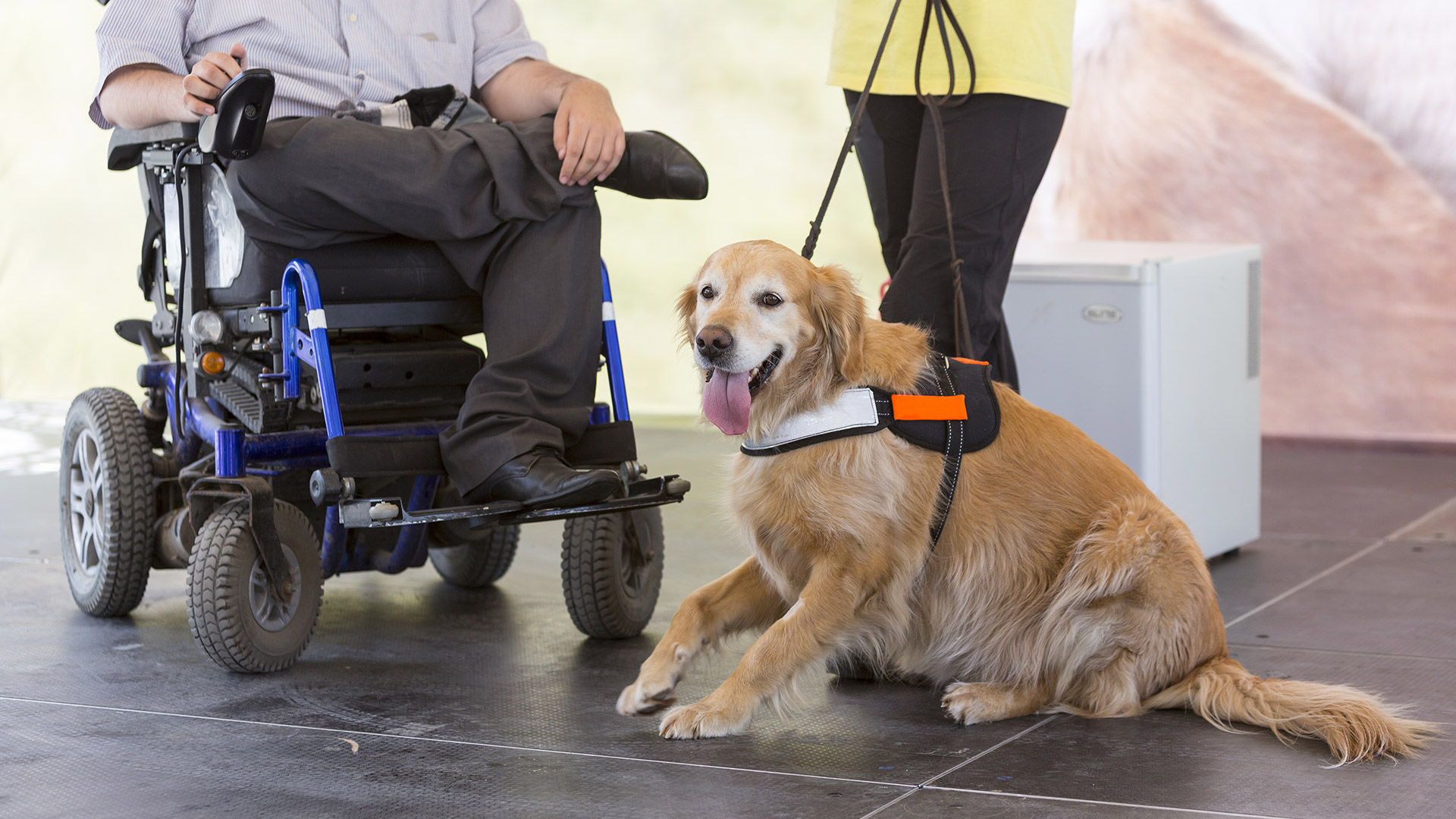 Being prepared to answer questions about Service Dogs in public – Anything  Pawsable