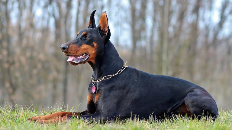 Service Dog Breeds: Doberman Pinscher – Anything Pawsable