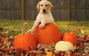 Lab Puppy With Autumn Pumpkins