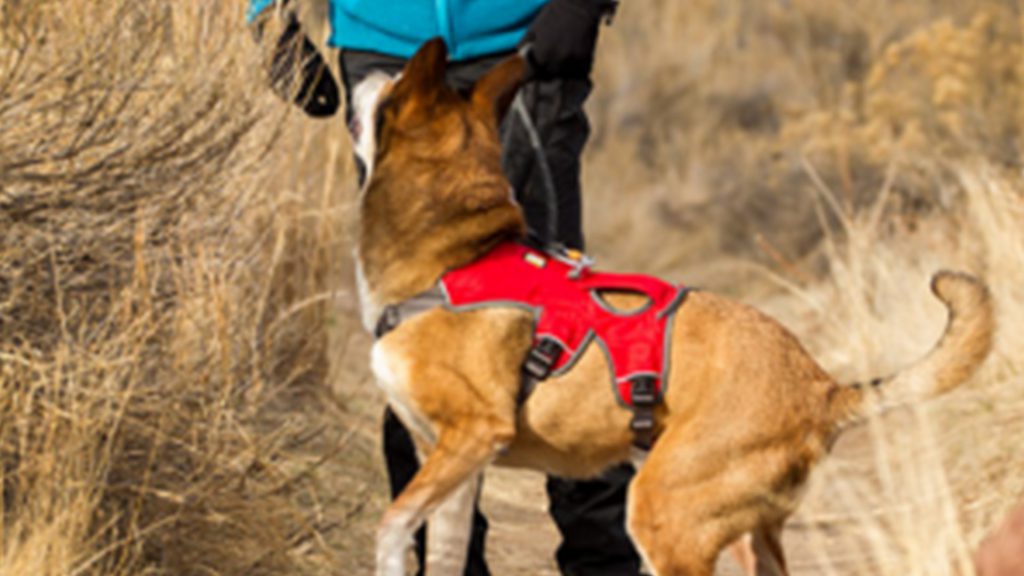 Service Dog Gear From Head to Tail Anything Pawsable