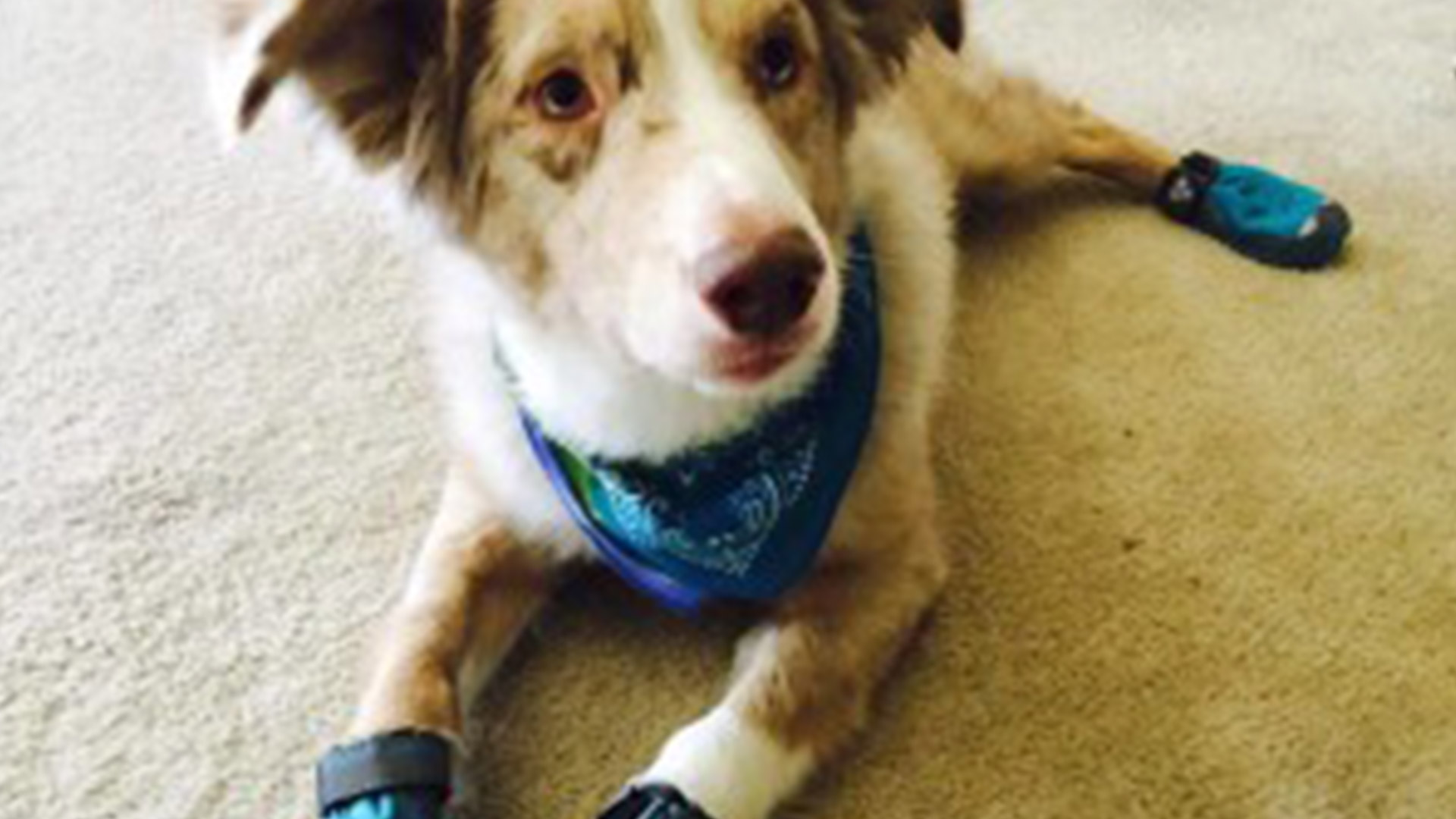 Service Dogs and Boots and Shoes, Oh My! Anything Pawsable