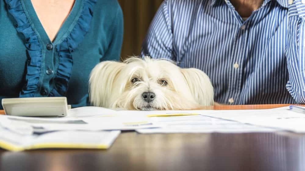 can you claim an emotional support dog on taxes