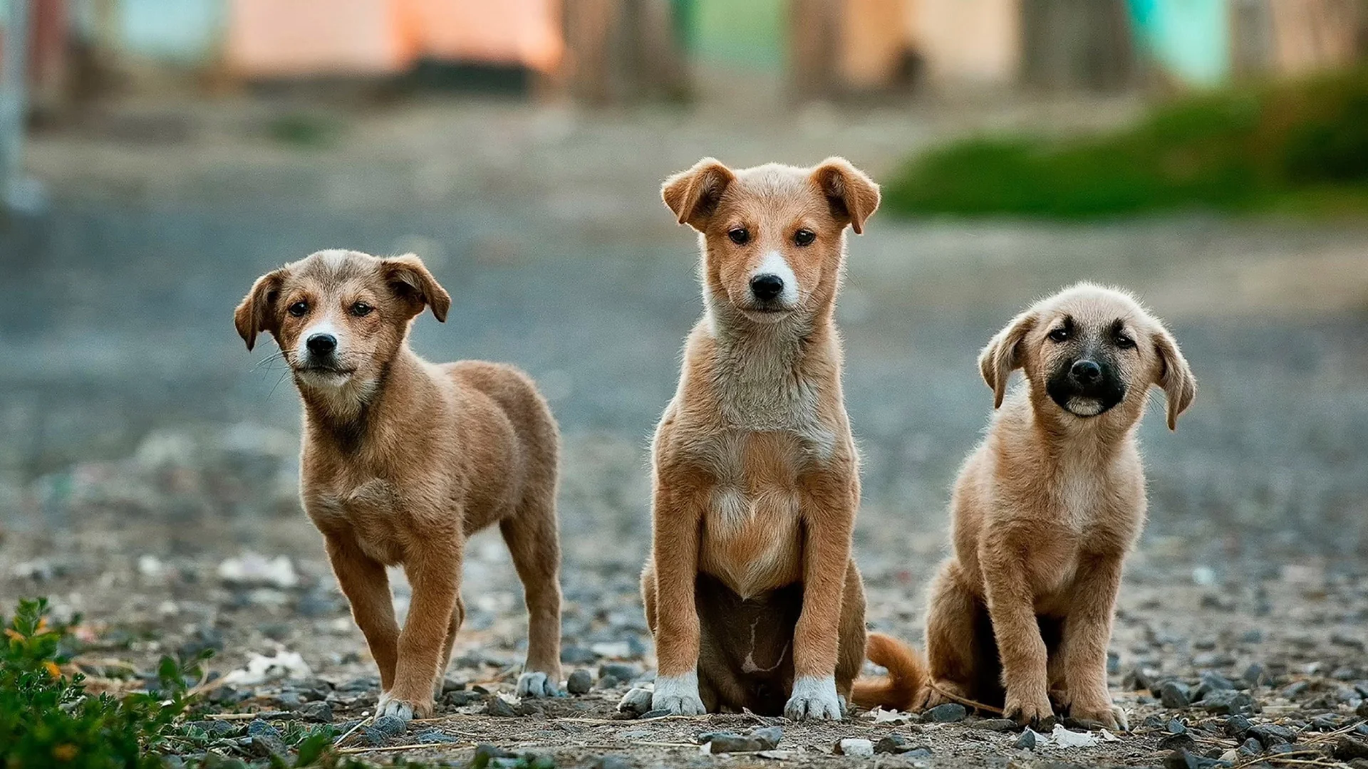 Three young puppies sit together on a path