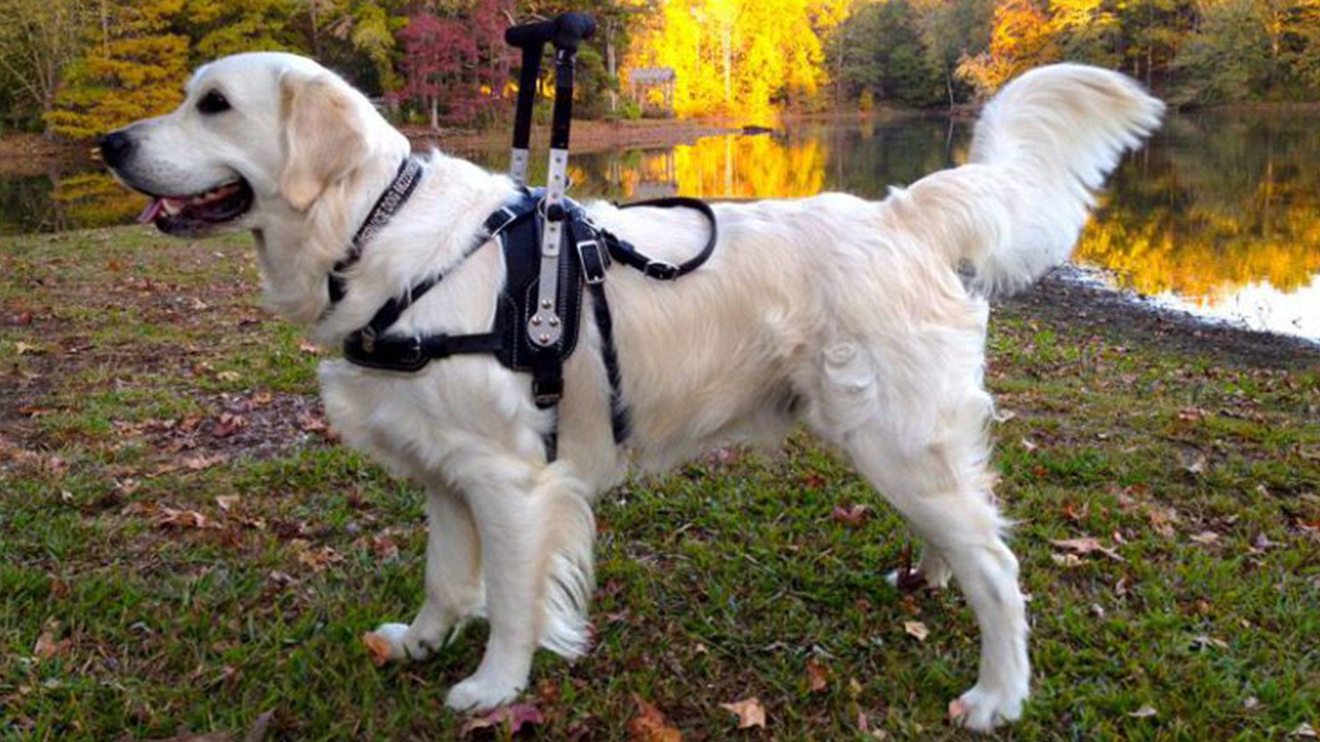 mobility harness for large dogs