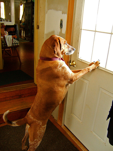 How to Teach a Service Dog to Open or Close a Door – Anything Pawsable