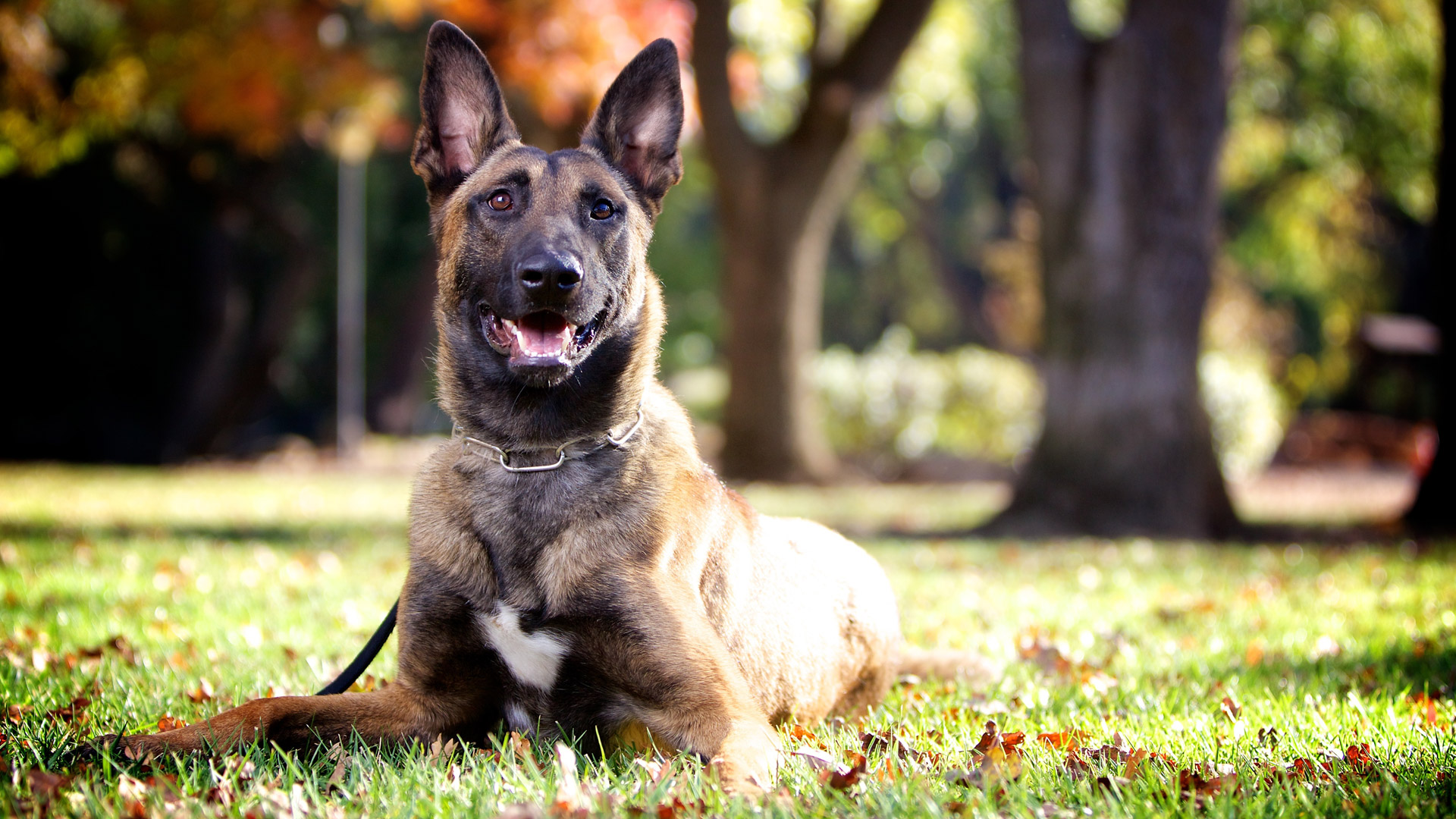 Jet is learning to maintain a down stay while a wheelchair is going around  her. Service dogs should view wheelchairs as non-threatening and should  become