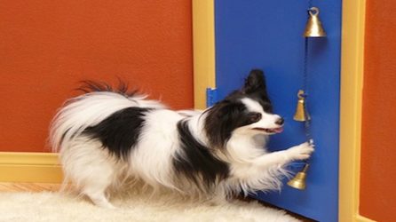 best small breed therapy dogs