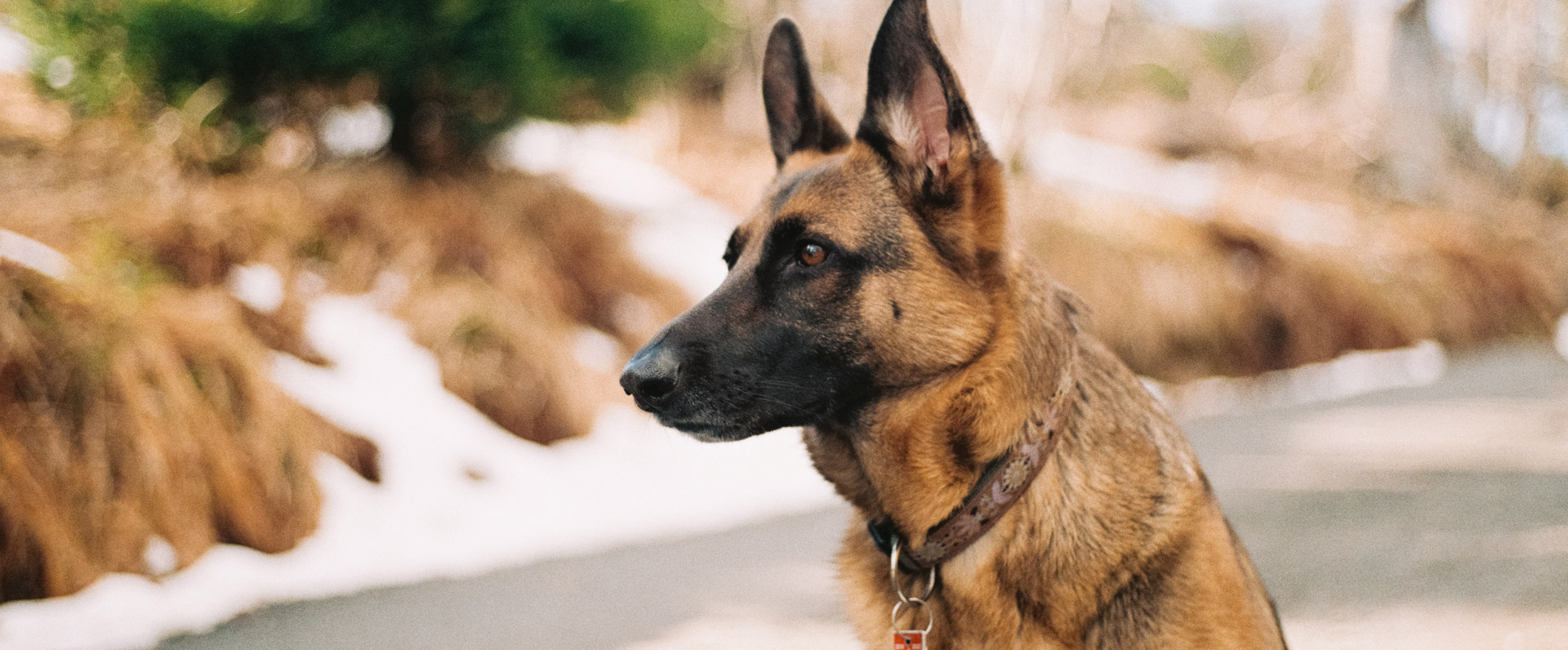 do service dogs know theyre helping