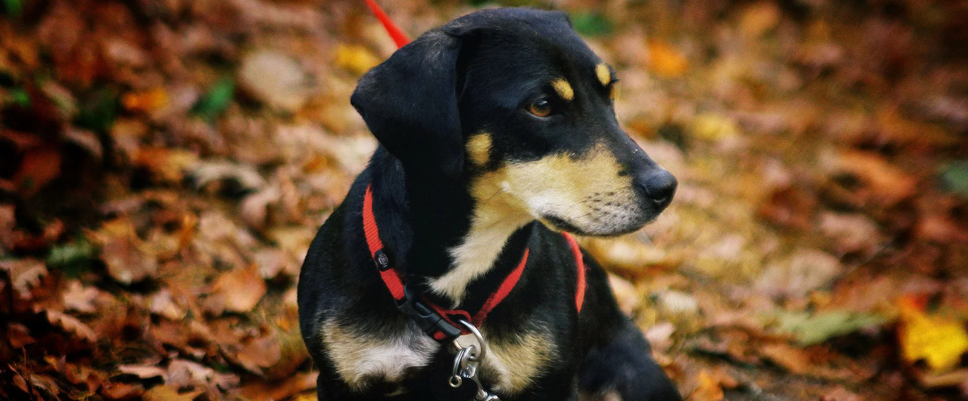 A black and tan dog rests among autumn leaves