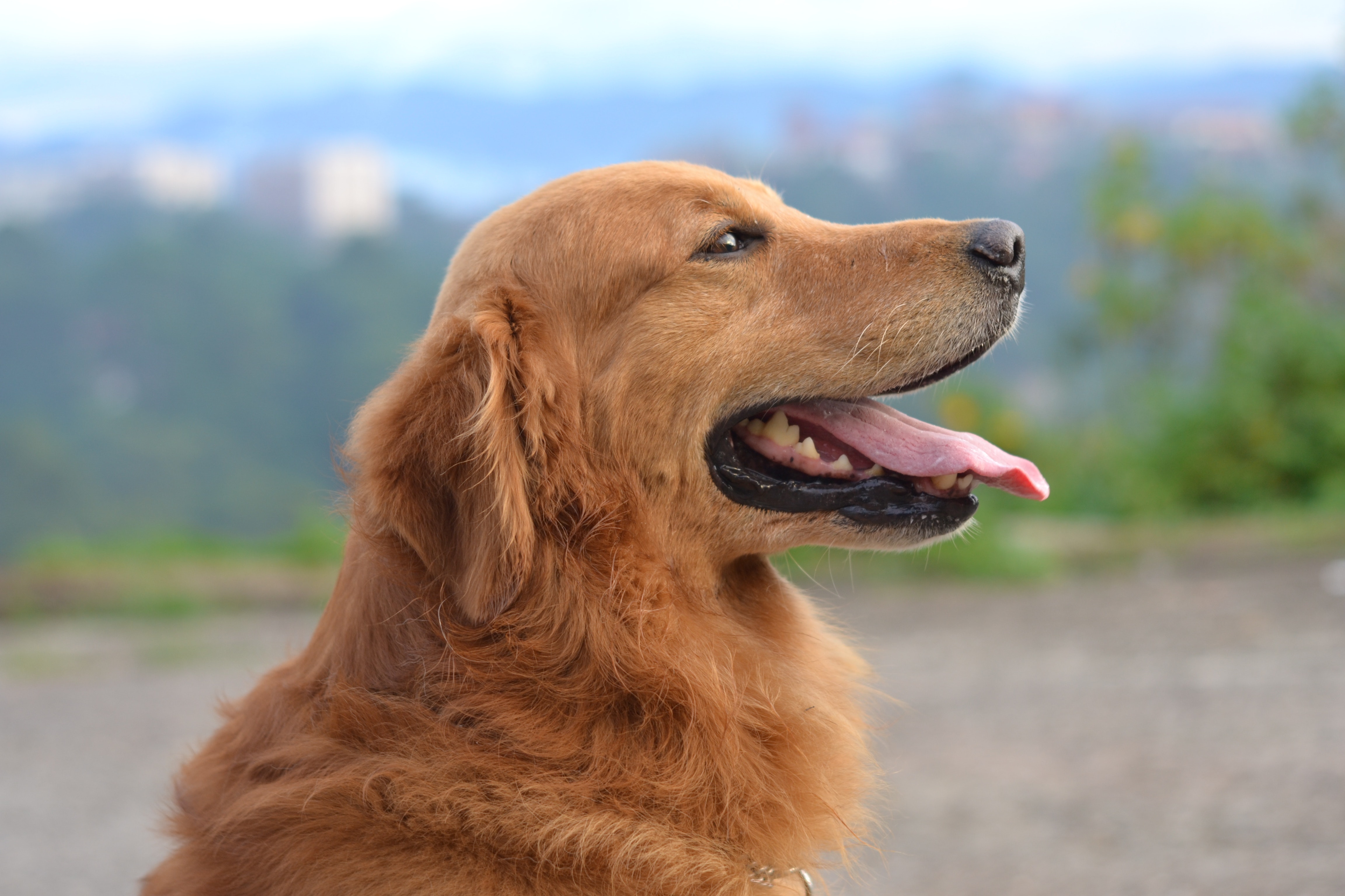 golden retriever service dog for sale