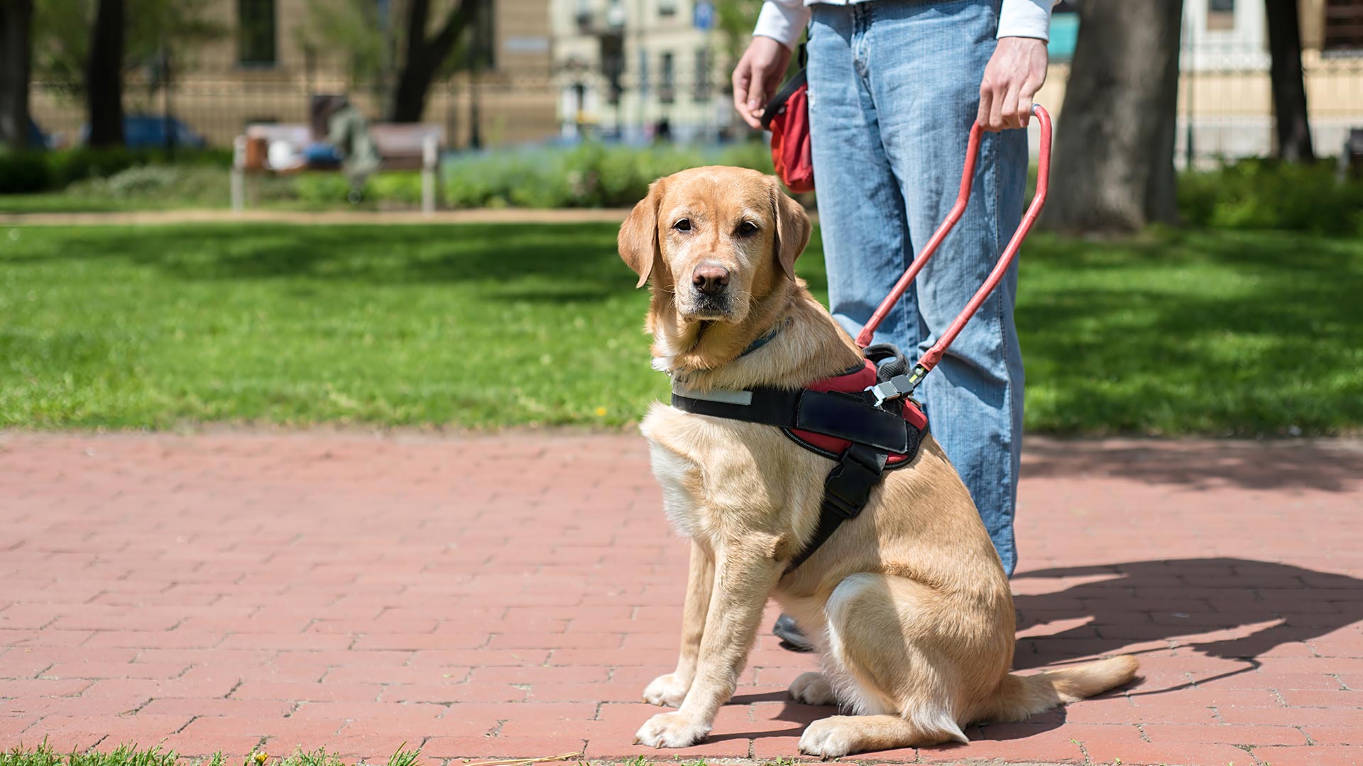 How Can I Tell If A Service Animal Is Legitimate? – Anything Pawsable