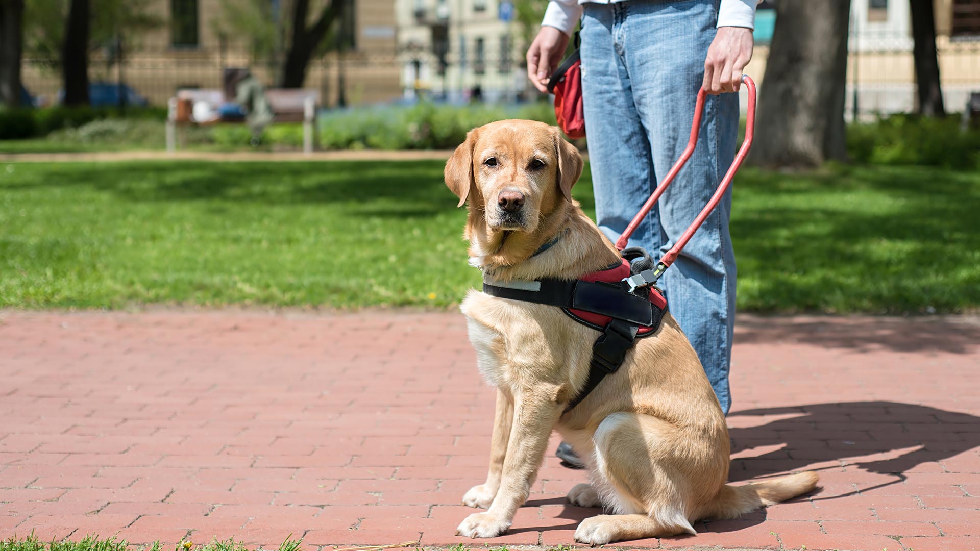 How Can I Tell If A Service Animal Is Legitimate Anything Pawsable