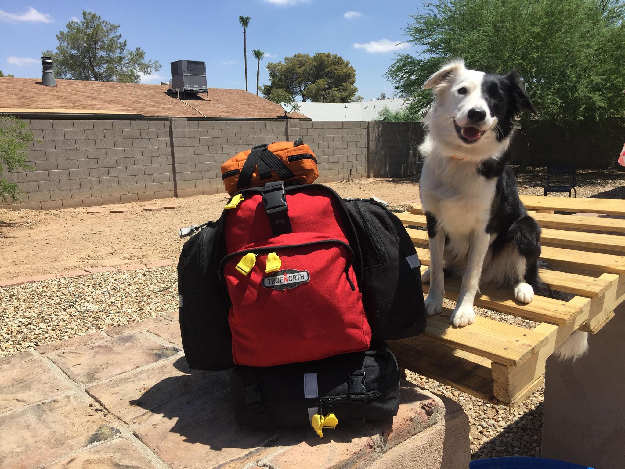 how much does it cost to train a search and rescue dog
