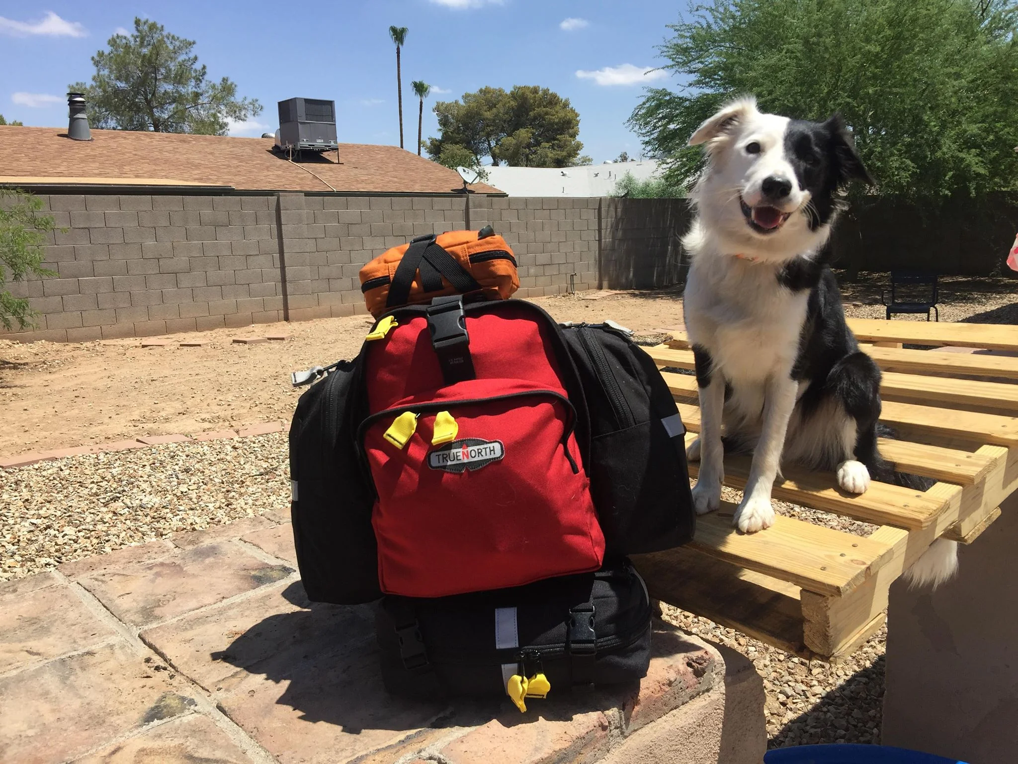 Search Dog Sony with Ready Pack