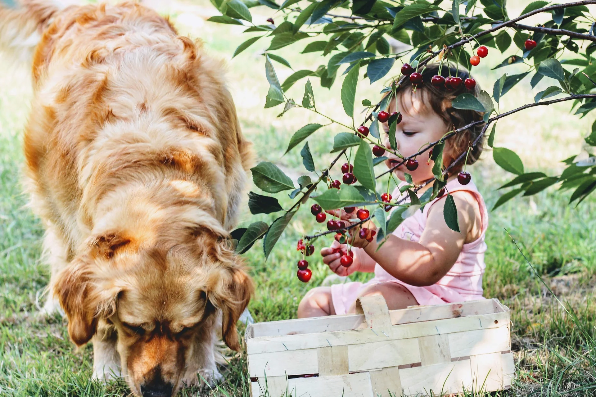 Allergen Alert Dog