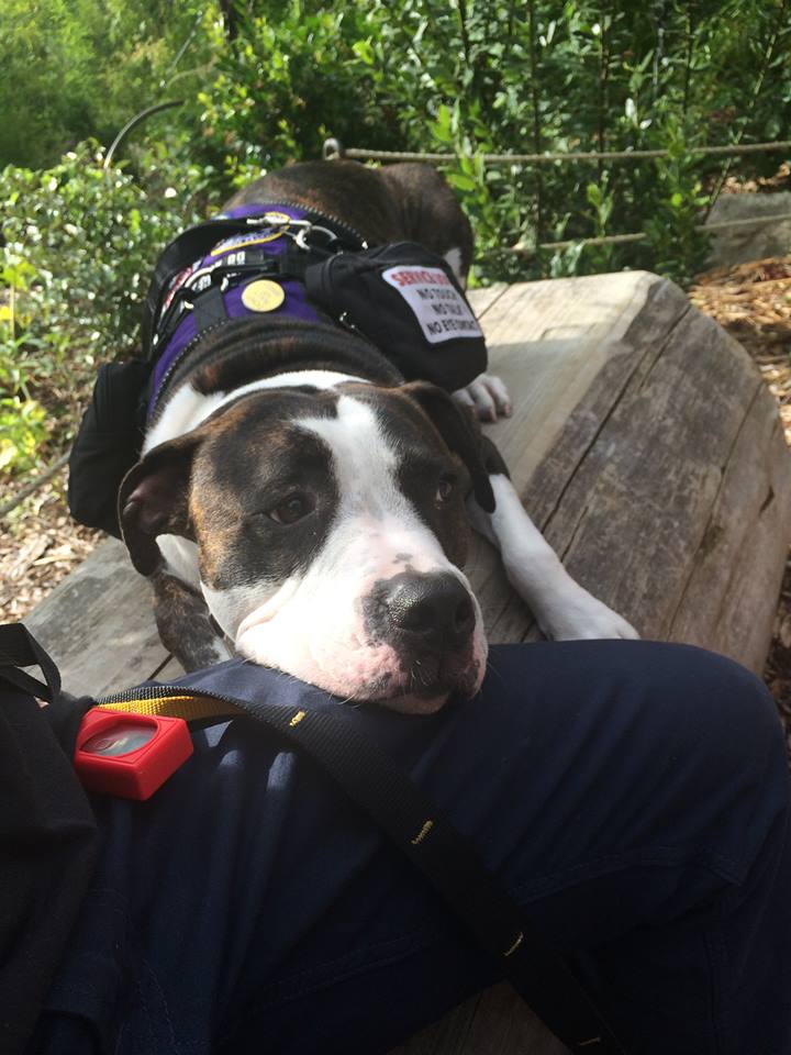 Service Dog Maurice Provides DPS