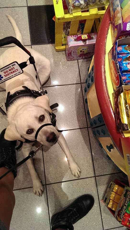 Service Dog Behavior in Public - Mobility Support Dog Lilymon