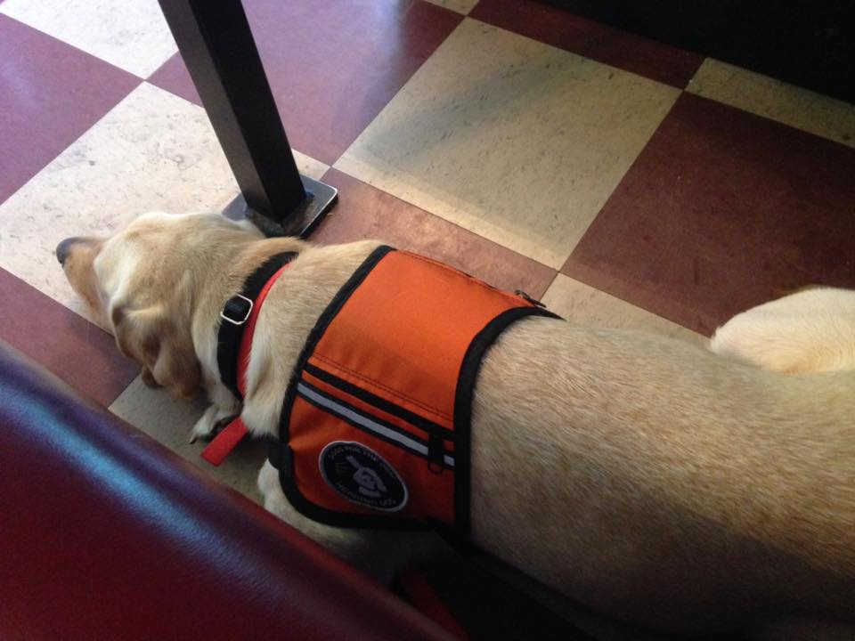 The Ultimate Guide to Hearing Dogs Anything Pawsable