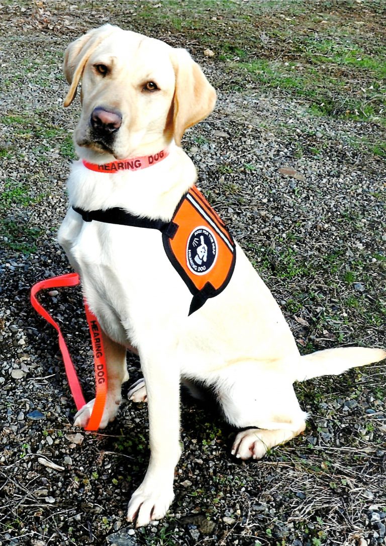 The Ultimate Guide to Hearing Dogs Anything Pawsable