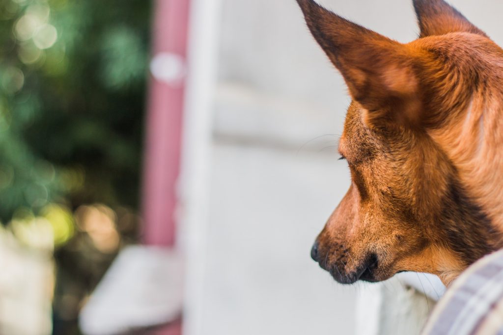 The Ultimate Guide to Hearing Dogs Anything Pawsable