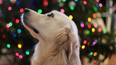 Dog in front of Christmas tree