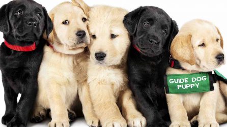 Guide Dog Puppies