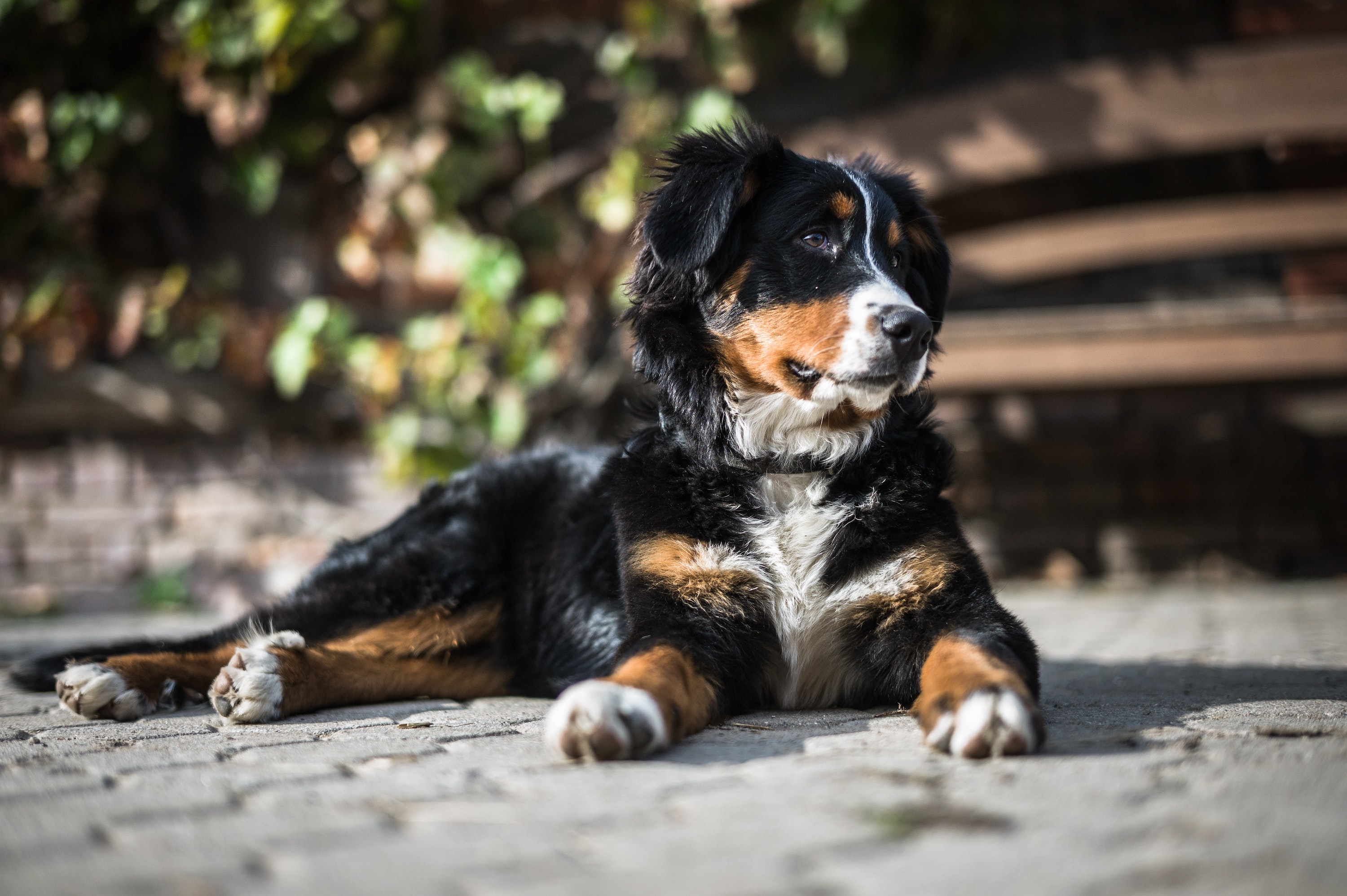 does waiting to neuter large breed dogs work