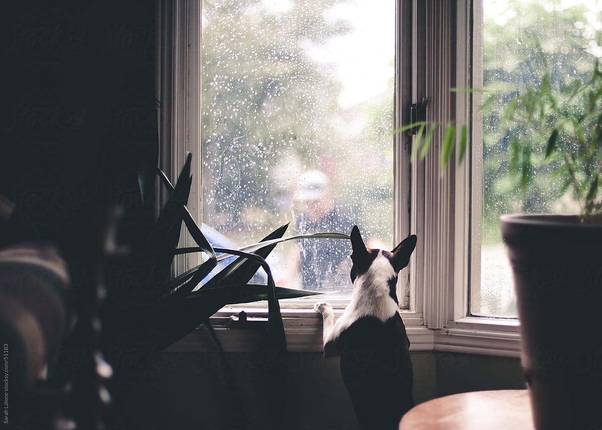 https://anythingpawsable.com/wp-content/uploads/2019/02/terrier-looking-out-at-storm.jpg