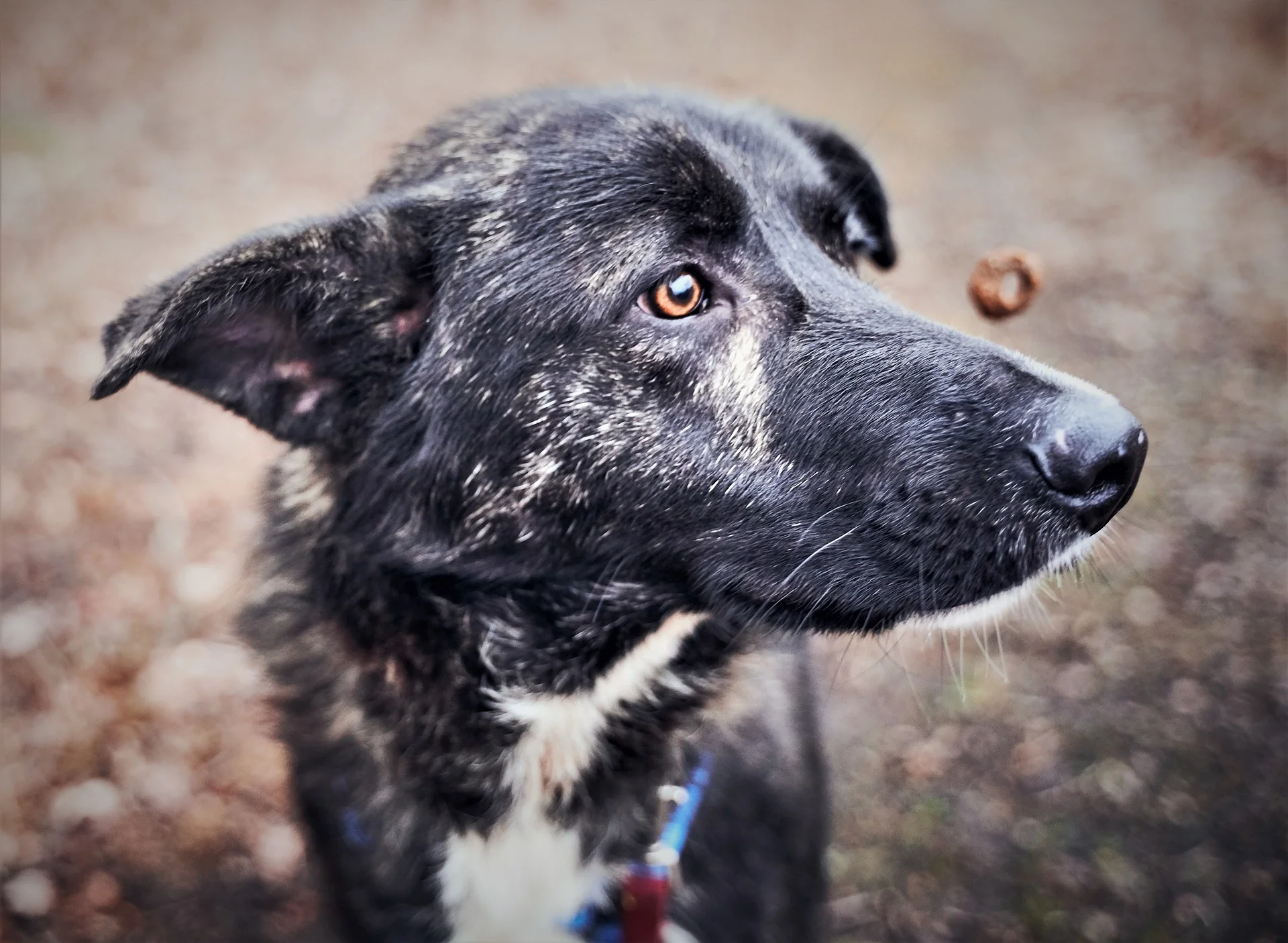 A black dog looks toward a training treat