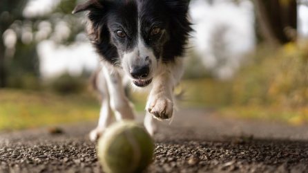 Older dog chasing ball