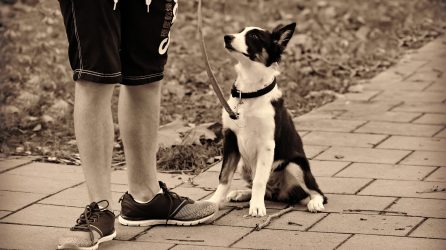 Service Dog in Training Public Access