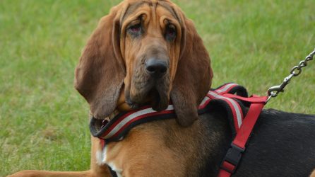 Find'em Scent Safe Bloodhound Search Article