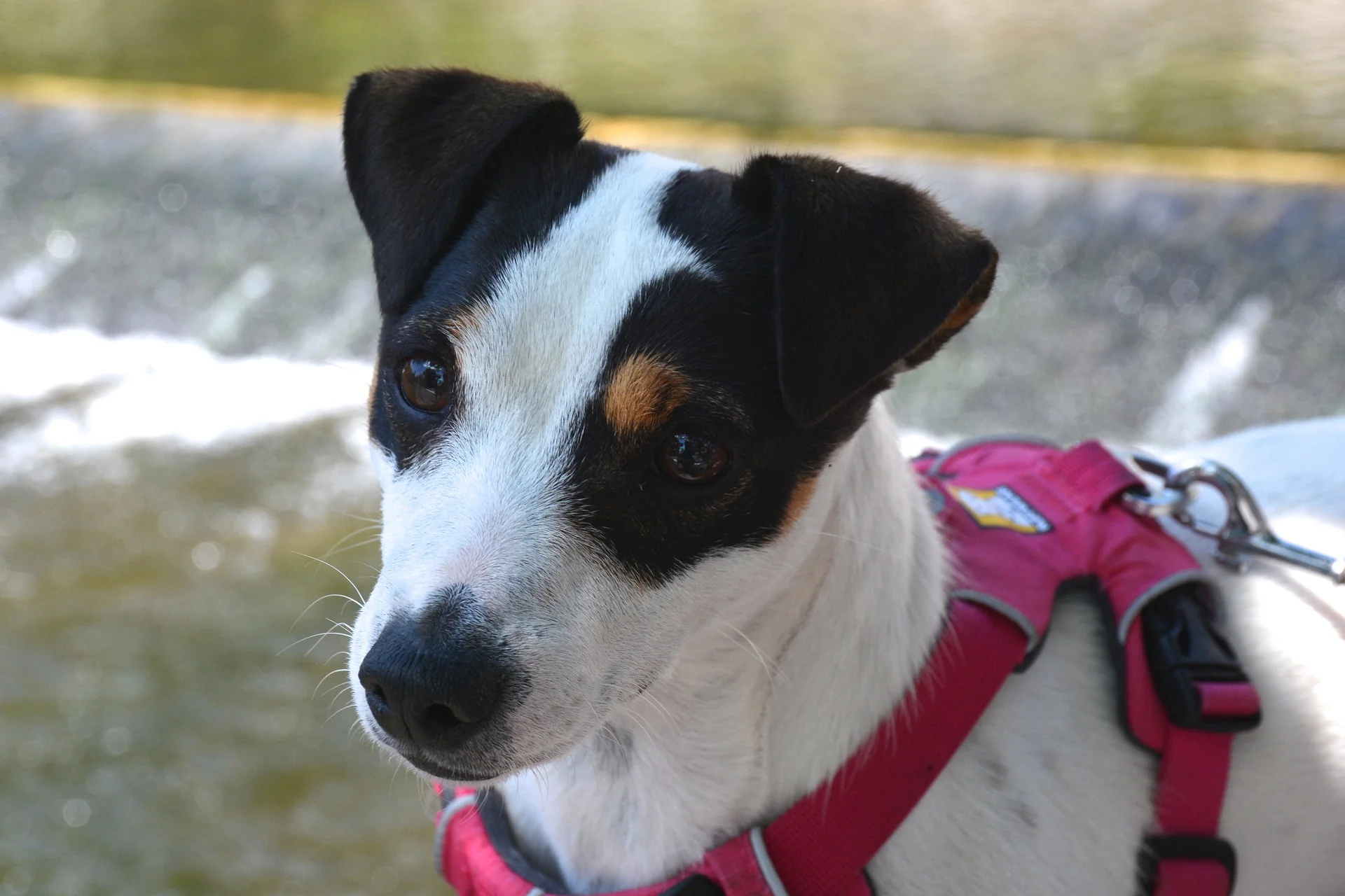 Emotional Support Animals Harness