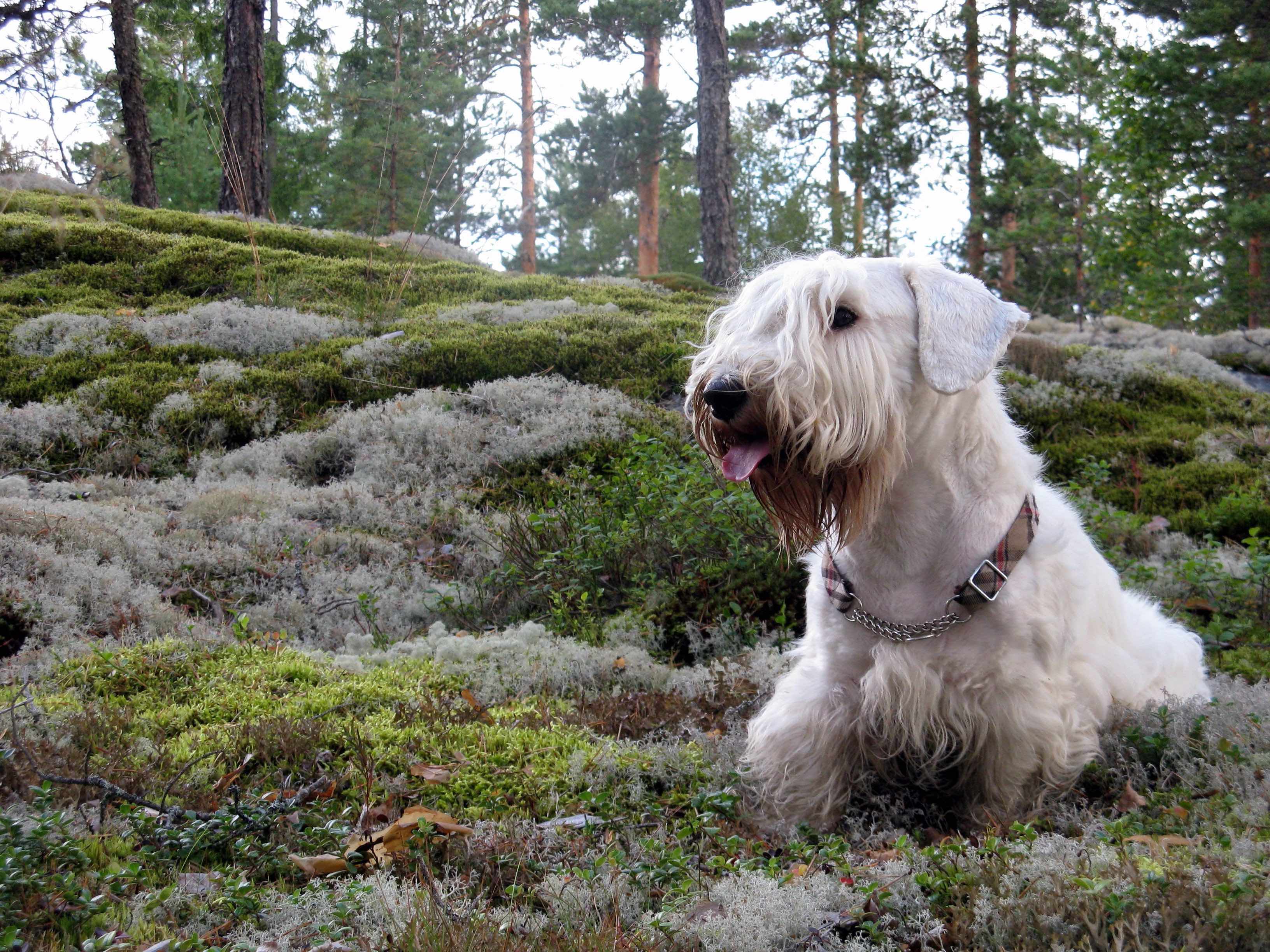 are sealyham terriers good companion dogs