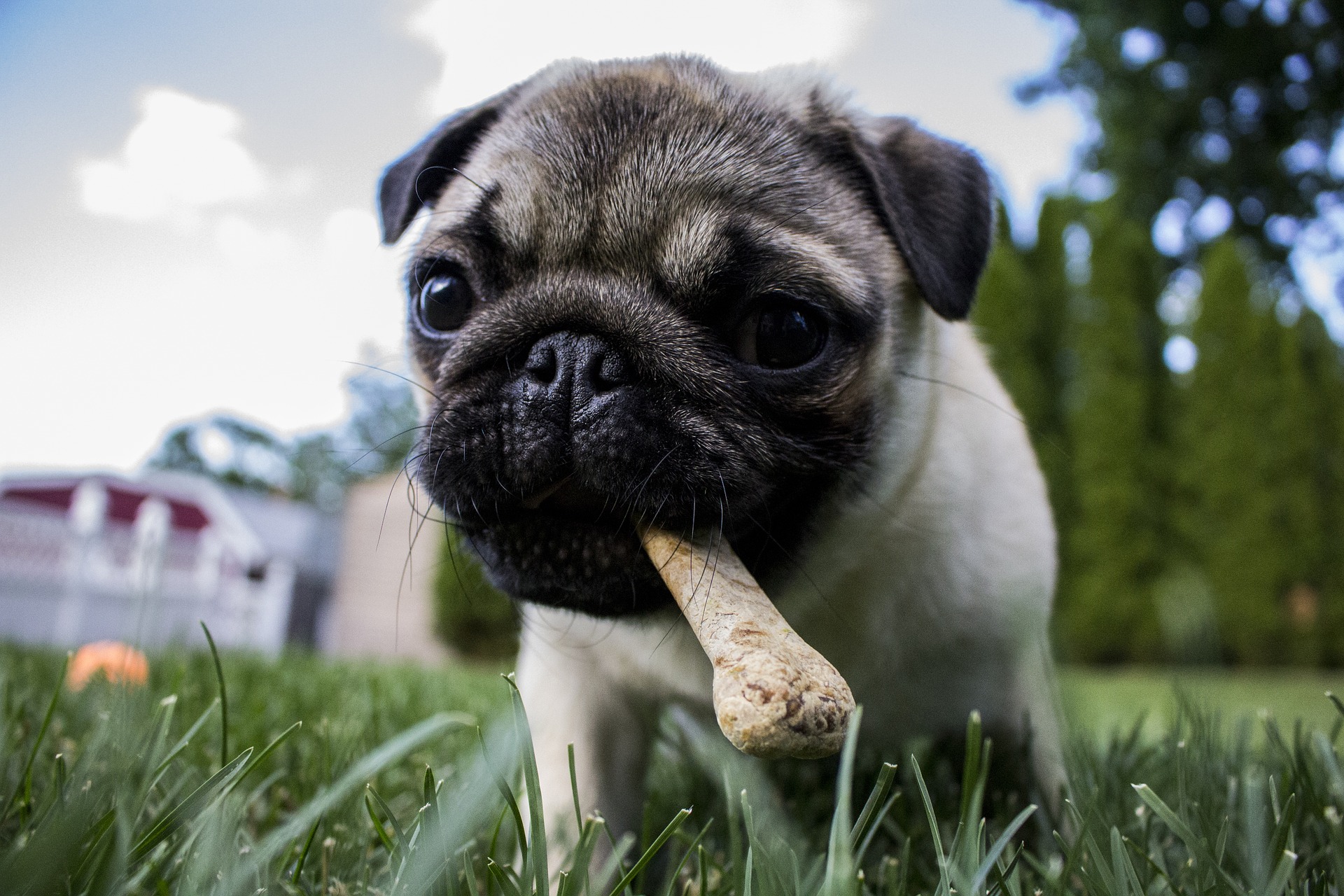 How Soon After Eating or Drinking Do Puppies Need to Go Out? – Anything Pawsable
