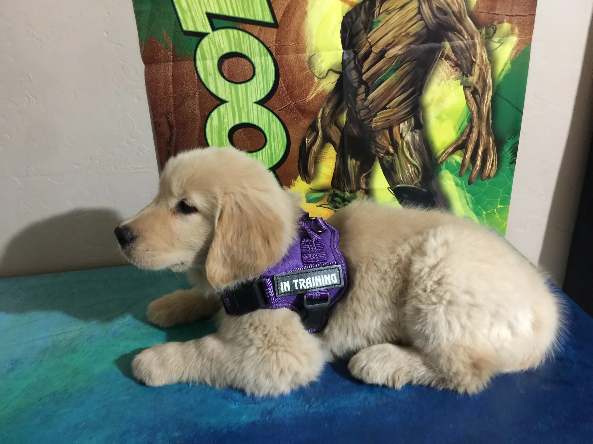 A golden retriever puppy in an In Training harness rests on a bench