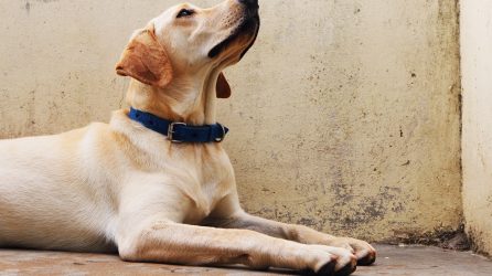 Labrador Retriever service dog sphynx down
