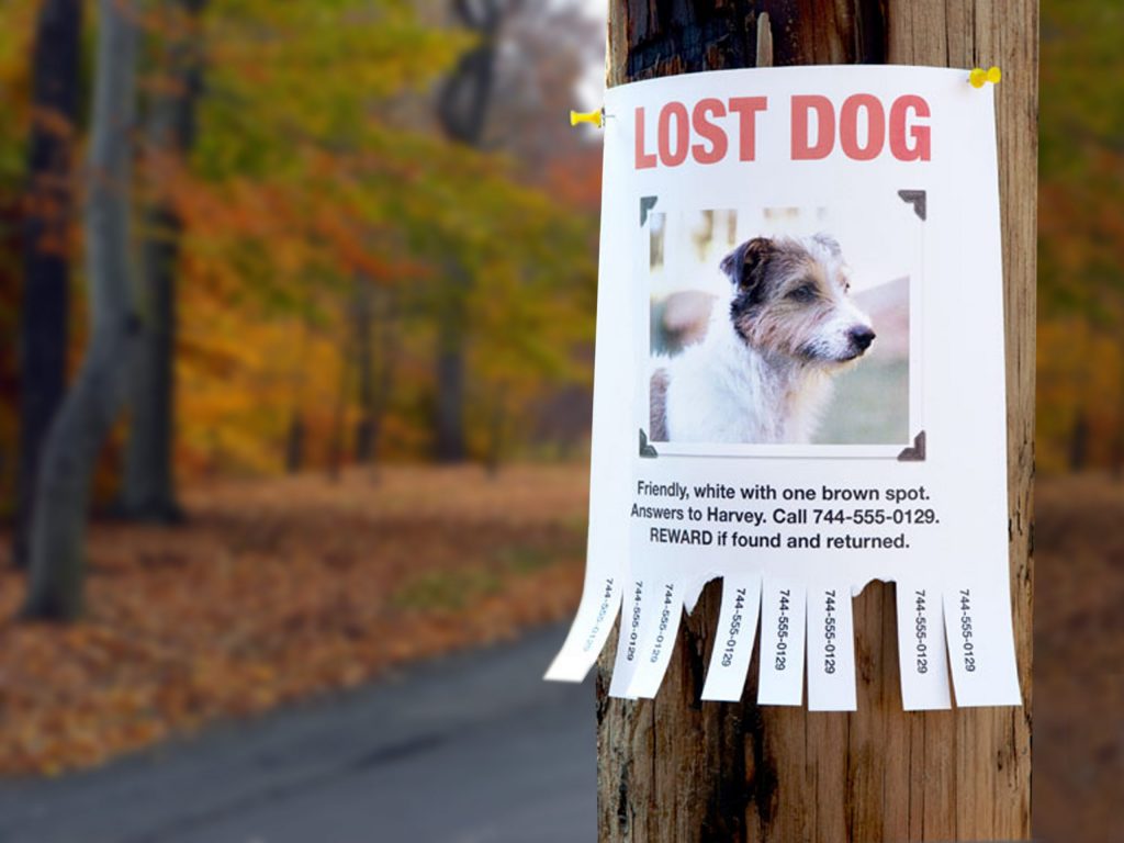 How to Find a Lost Dog, Beyond Flyers and Posters – Anything Pawsable Throughout Missing Dog Flyer Template