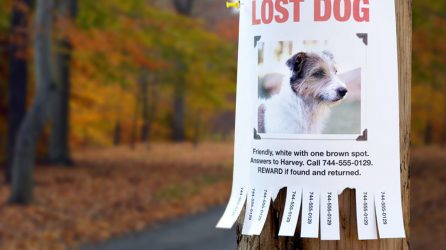 Lost Dog Poster Example
