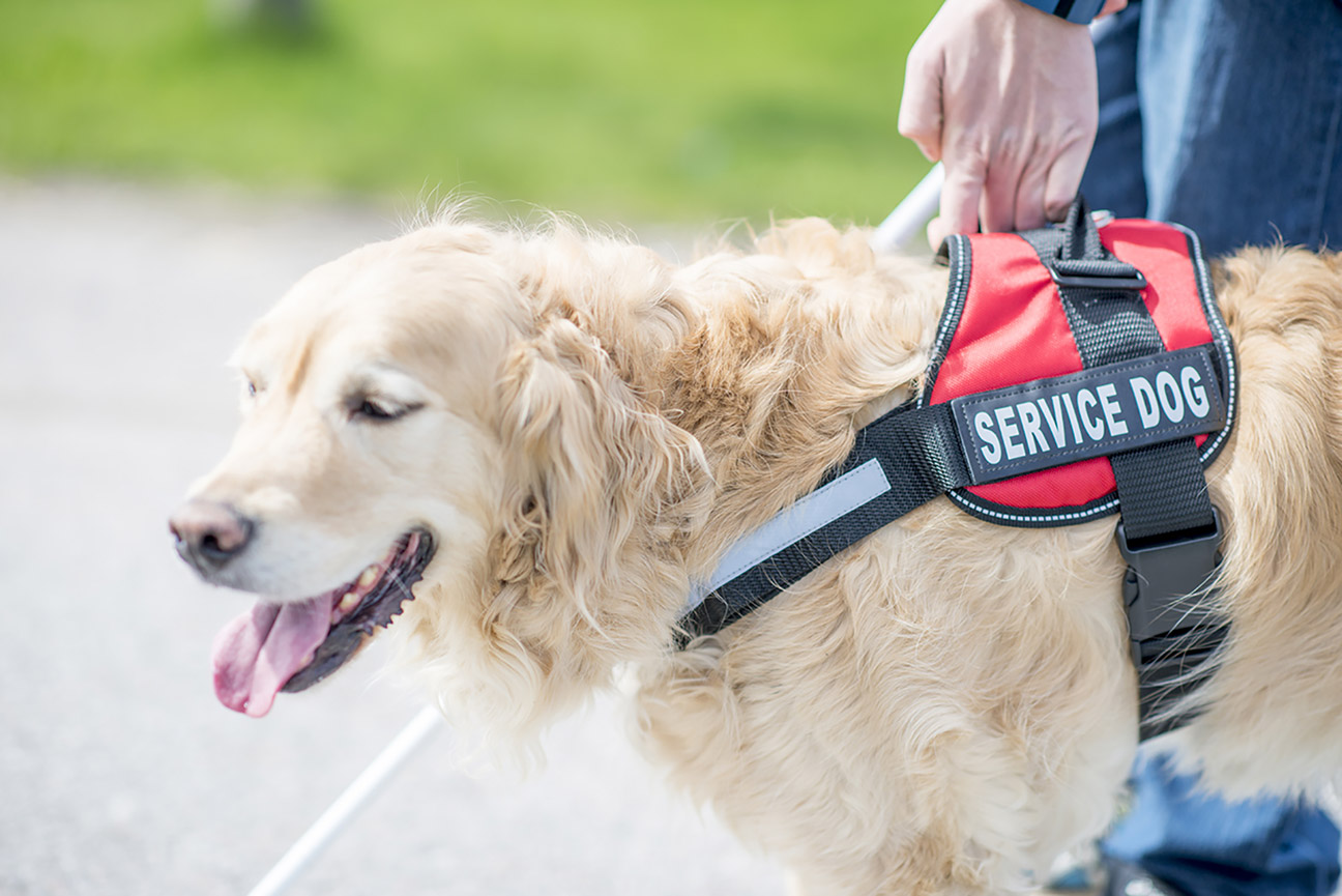 How do I get a Service Dog? – Anything Pawsable