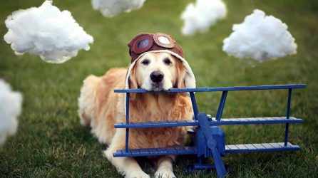 Golden Retriever rests his head on a model airplane