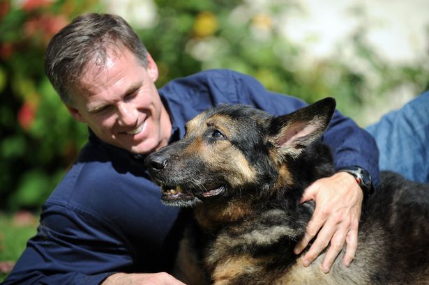 German shepherd Trakr with owner James Symington in Los Angeles, California. ( Image: GABRIEL BOUYS/AFP via Getty Images)