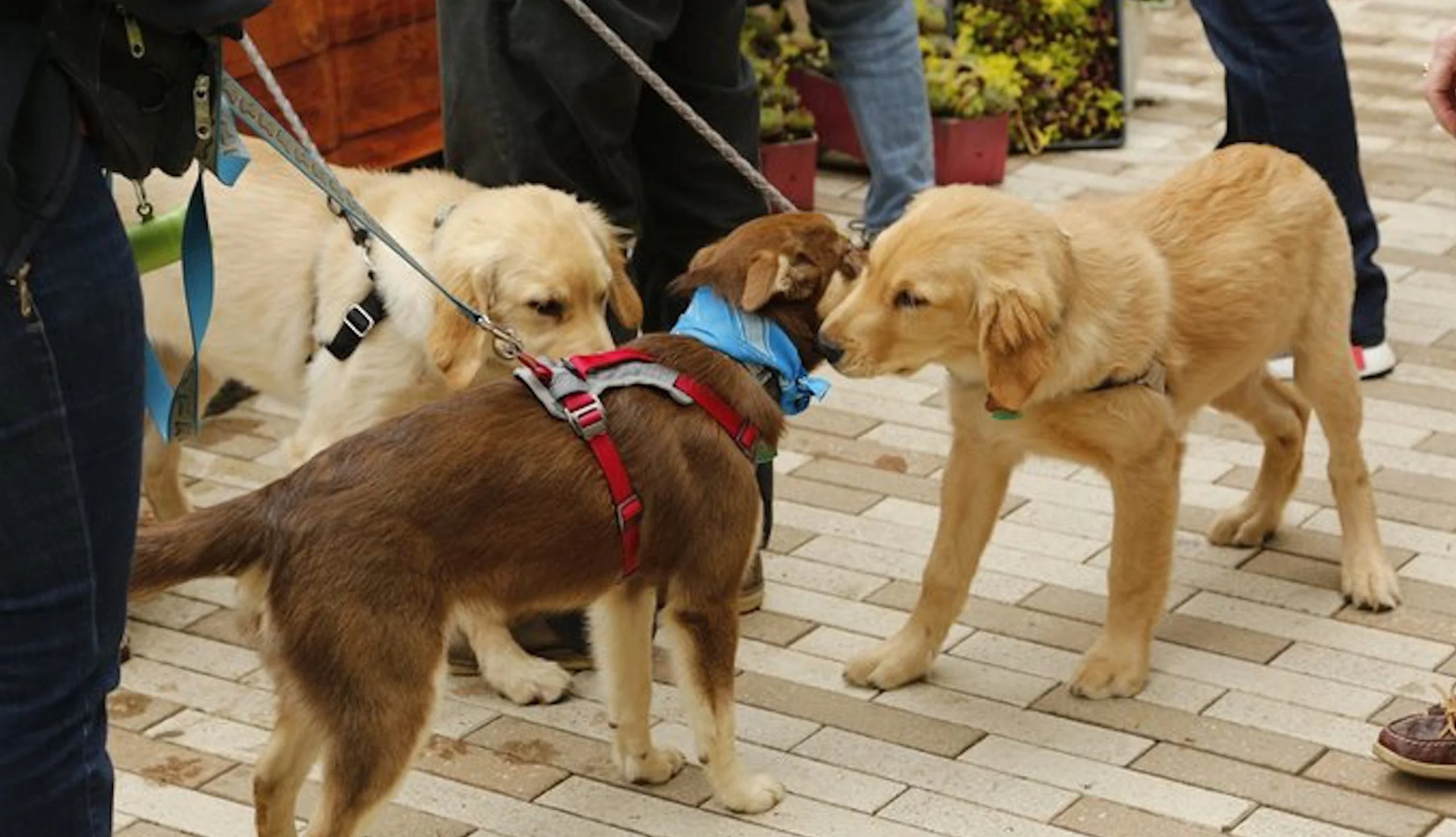 Myriad Botanical Gardens Dog Park in Oklahoma City. Photo Credit: Myriad Botanical Gardens
