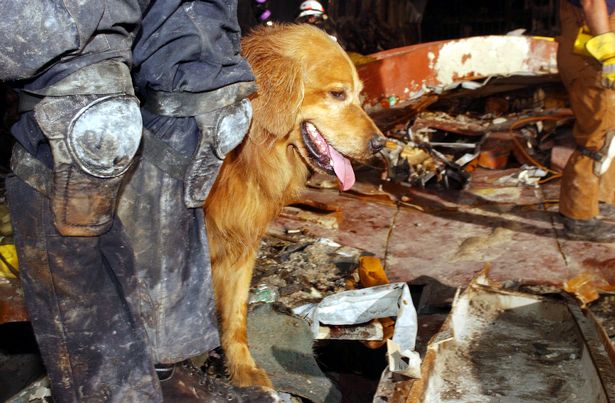 Kent Olson and his dog, Thunder, from Lakewood, Washington search through the rubble for victims of the September 11 terrorist attacks at the World Trade Cente ( Image: Andrea Booher/FEMA/Getty Images)