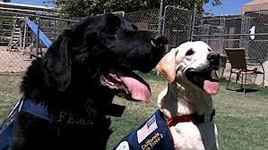 Coby and Guiness