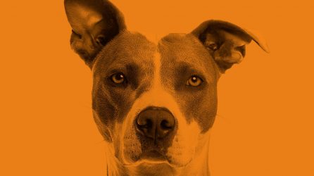 Dog on Orange Background