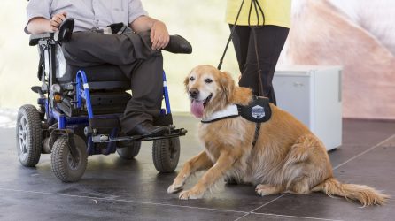 Man in wheelchair with Service Dog